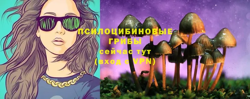 Галлюциногенные грибы Psilocybine cubensis  Тверь 